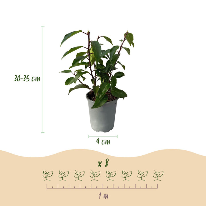Haagplanten - Prunus lusitanica Angustifolia - blad groen - 8 planten - 1 strekkende meter - groenblijvend - pot 9cm hoogte 30-35cm
