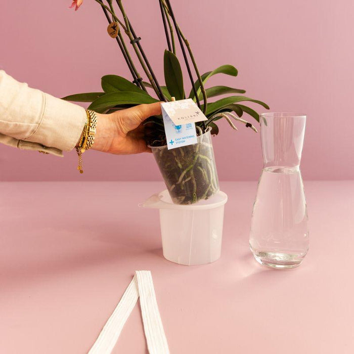 Kolibri Home | Como sierpot incl. watergeefsysteem - 2x Ø9cm