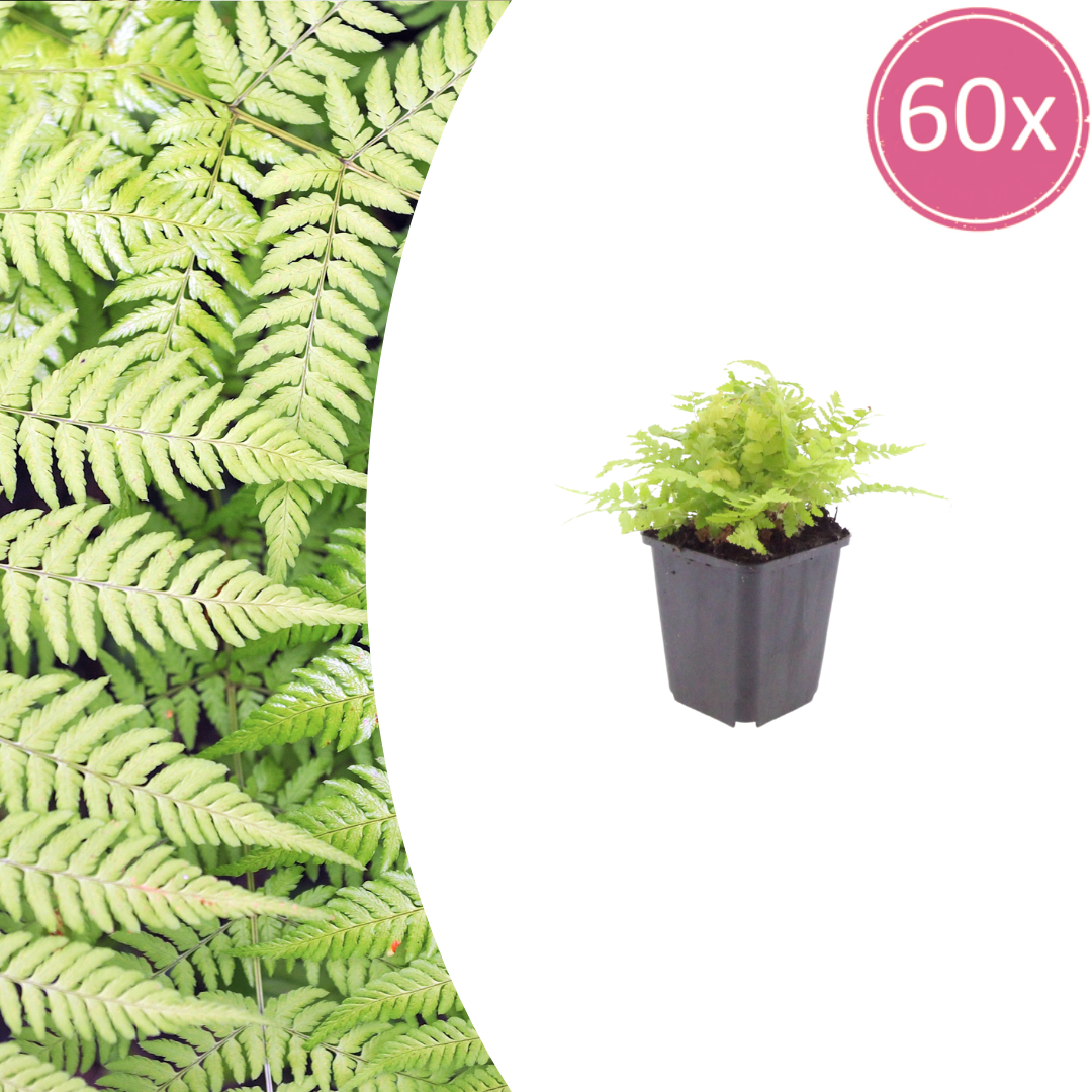 Dryopteris