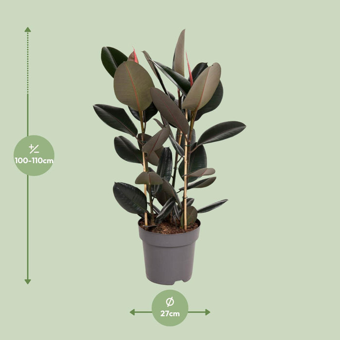Ficus Elastica Abidjan - ↕110cm - Ø27cm