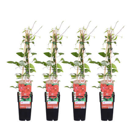 Clematis Rouge Cardinal - Clematis - ↕65cm - Ø15cm - 4x