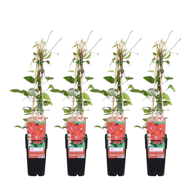 Clematis Rouge Cardinal - Clematis - ↕65cm - Ø15cm - 4x