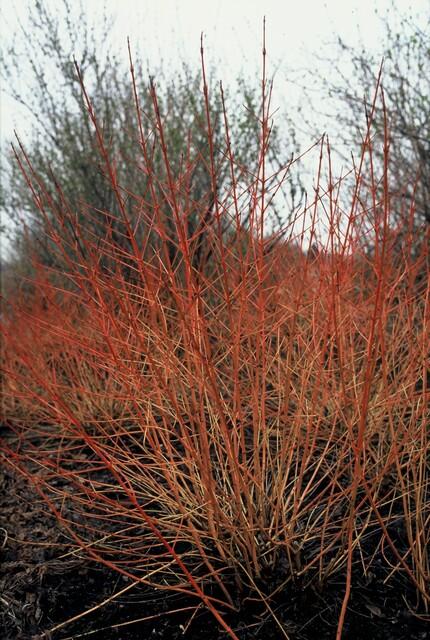 Cornus sanguinea 'Midwinter Fire' - Kornel - ↕10-25cm - Ø9cm - 12x