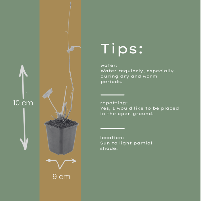 48x Persicaria a. 'Alba' - ↕10-25cm - Ø9cm