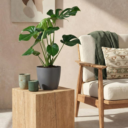 Monstera Deliciosa - Swiss Cheese Plant - with grey plant pot - ↕70-80cm - Ø21cm