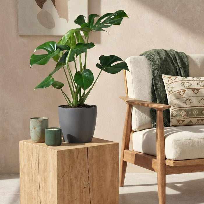 Monstera Deliciosa - Gatenplant - met grijze plantenpot - ↕70-80cm - Ø21cm