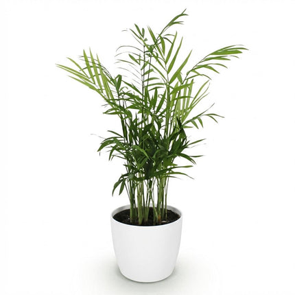 Chamaedorea elegans - Palm de montagne - avec pot de fleurs blanc - ↕15cm - Ø12cm