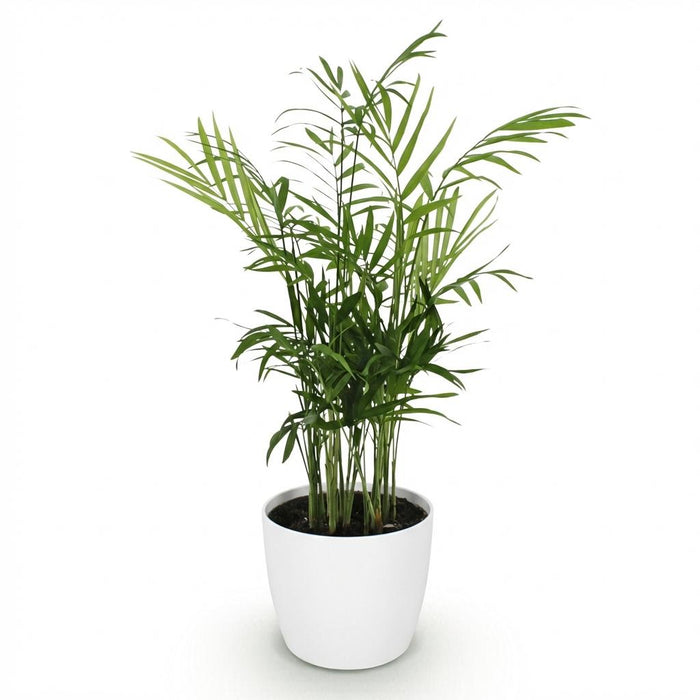 Chamaedorea elegans - Golden Palm - with white plant pot - ↕15cm - Ø12cm