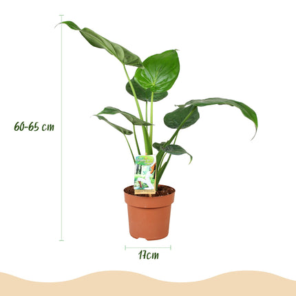 Alocasia Cucullata - Boeddha's Hand - ↕60-65cm - Ø17cm