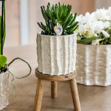 Kolibri Home | Oyster sierpot - Ø9cm