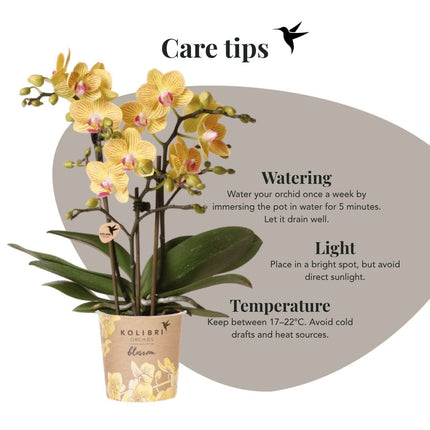 Kolibri Orchids | Gift Set Horizon Geel - Gele Phalaenopsis Orchidee Blossom Lima & Succulenten