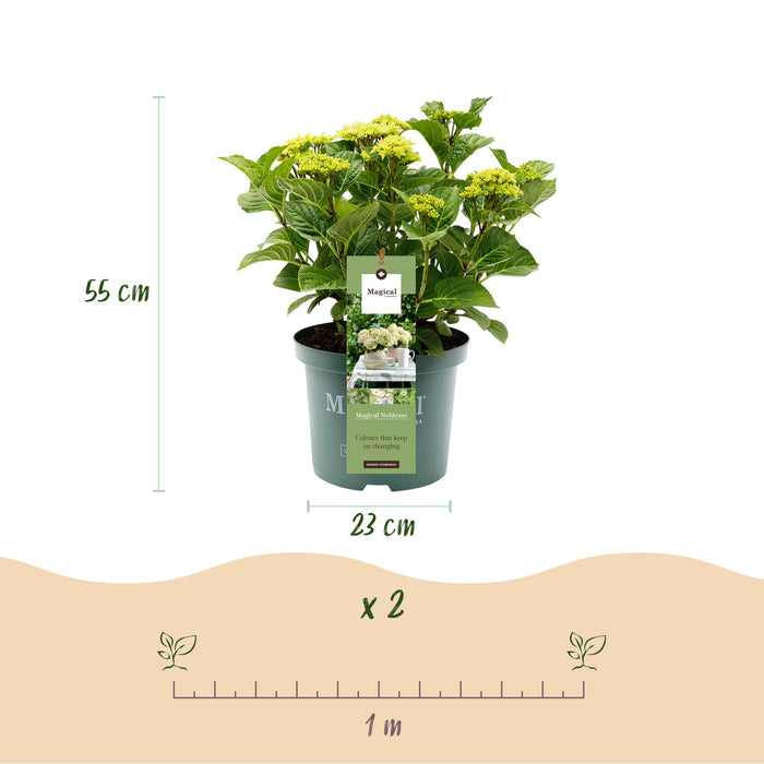 Terrasplant - Hortensia - Hydrangea Magical Nobless - Wit - 6-10 Bloemen - Pot 23cm Hoogte 55cm