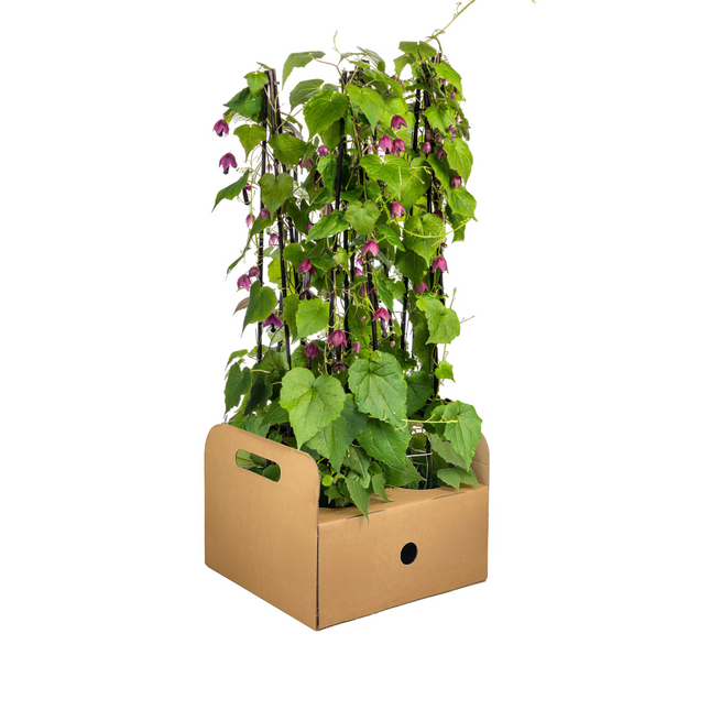 Rhodochiton Atrosanguineum 'Purple Bells' - ↕60 cm - Ø13 cm - 4x