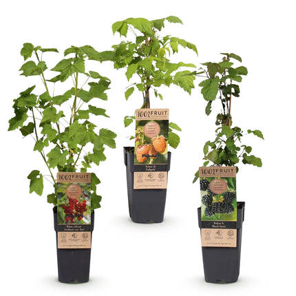 Mezcla de Ribes-Rubes - Tricolor - Resistente - Grosella roja - Mora - Frambuesa amarilla - 3 plantas - Maceta de 15 cm - Altura 50 cm