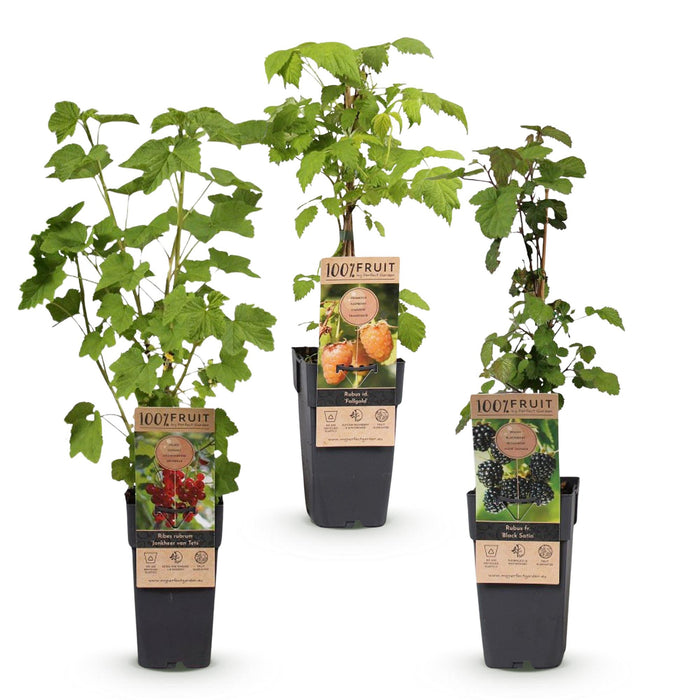Ribes-Rubes Mix - Tricolour - Rode Bes - Zwarte Braam - Gele Framboos - ↕50cm - Ø15cm - 3x