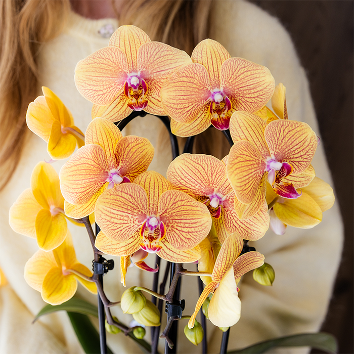 Kolibri Orchids | Niagara Falls orchidee Sunny Bunny met Poppy sierpot peach – Ø12cm