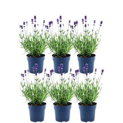 Lavandula angustifolia Felice® - 6 Echte Lavendel planten - ↕20-30cm - Ø12cm