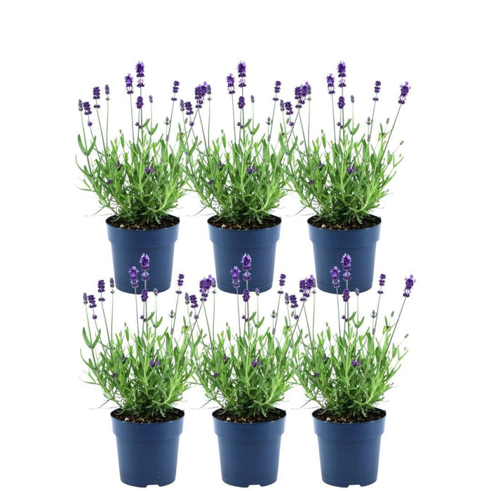 Lavandula angustifolia Felice® - 6 Echte Lavendel planten - ↕20-30cm - Ø12cm