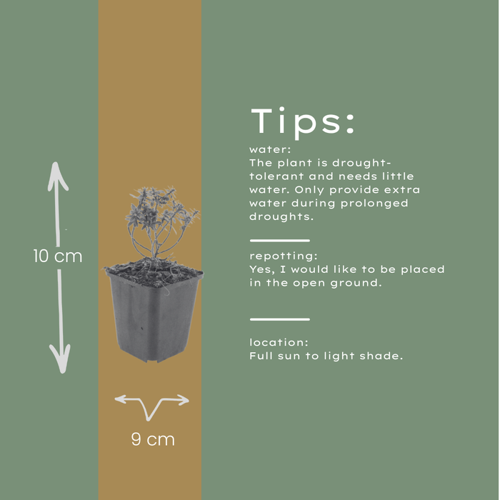 48x Iberis semp. 'Schneeflocke' - ↕10-25cm - Ø9cm