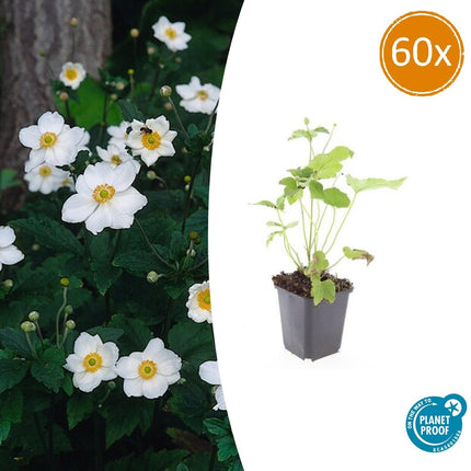 Anemone hybrida 'Honorine Jobert' - Herfstanemoon - ↕10-25cm - Ø9cm - 60x