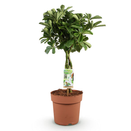 Schefflera Nora – Fingerbaum – ↕70–80 cm – Ø21 cm