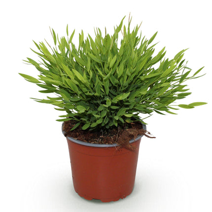 Bamusa Pogonatherum Monica - Herbe de Bambou - Bambou d'intérieur - ↕20cm - Ø12cm