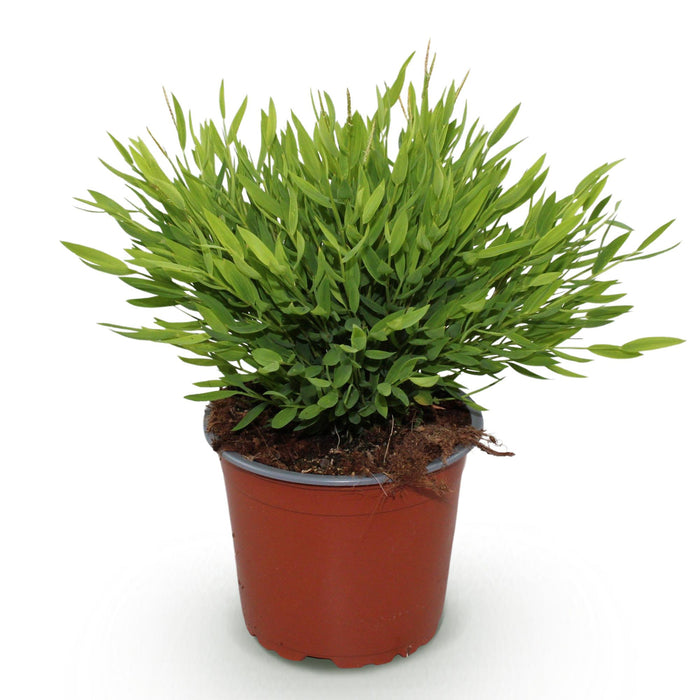 Bamusa Pogonatherum Monica – Bambusgras – Indoor-Bambus – ↕20 cm – Ø12 cm