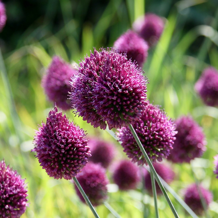 800x Allium Sphaerocephalon - Bloembollen - Kogellook - Paars - Zomerbloeier - Bolmaat 5/6