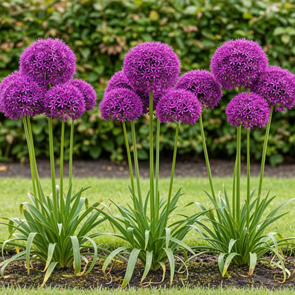 Bulbes d'Allium « Purple Sensation » - Couleur : violet - 15 bulbes - Calibre : 10/12 - Paquet XXL