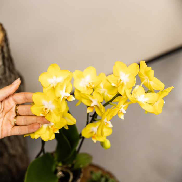 Kolibri Company | Plantenset Poppy White Yellow | Gele Albenga orchidee incl. keramieken sierpotten – Ø9 cm