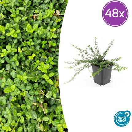 Euonymus fortunei 'Minimus' - Cappello da cardinale - ↕10-25cm - Ø9cm - 48x