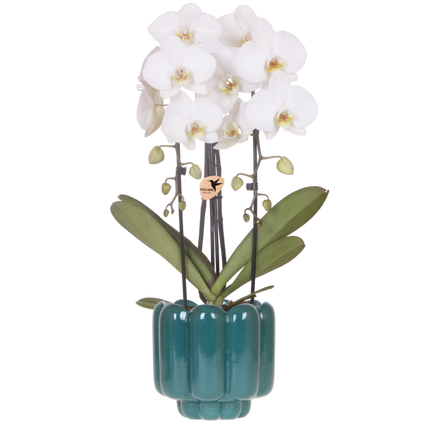 Kolibri Orchids | Witte Phalaenopsis Orchidee - Niagara Fall White in Retro Sierpot Groen - Ø12 cm
