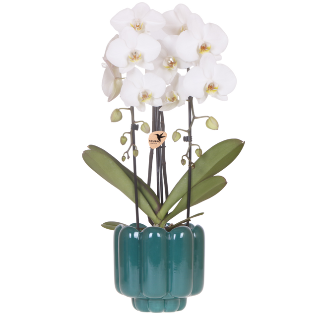 Kolibri Orchids | Witte Phalaenopsis Orchidee - Niagara Fall White in Retro Sierpot Groen - Ø12 cm