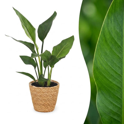 Strelitzia Reginea - Paradijsvogelplant - met Zeegras Mand - Pot 12cm - Hoogte 35cm
