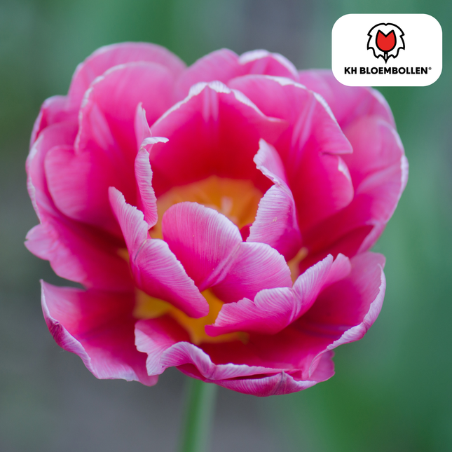 Bulbi di tulipano Columbus – 20 pezzi | KH Bloembollen® | Tulipano peonia doppio rosa-bianco – Elegante e rigoglioso – Per giardino o vaso – Misura 11/12 – Direttamente dal coltivatore!