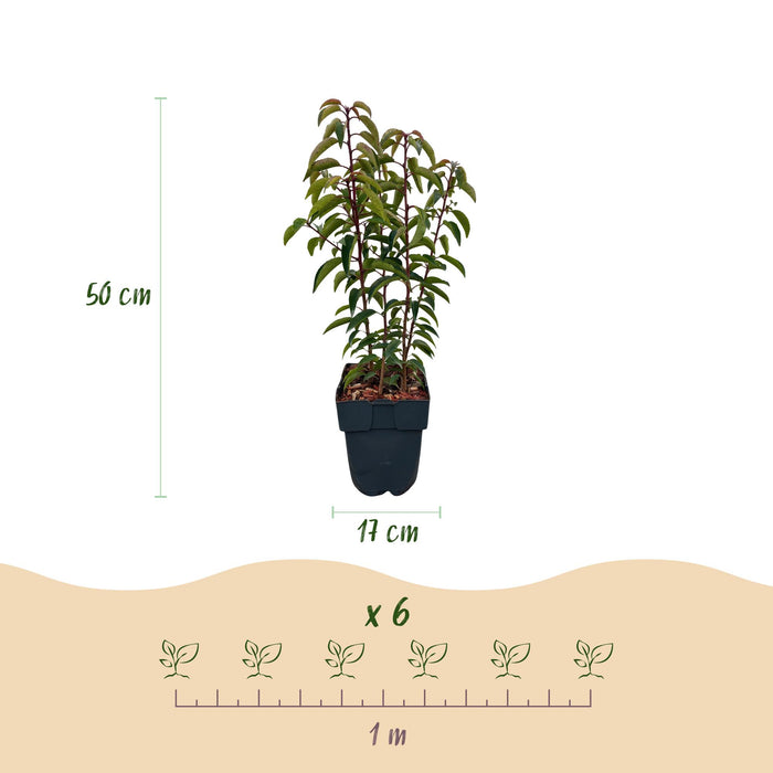 Haagplanten - Prunus lusitanica Angustifolia - blad groen - 6 planten - 1 strekkende meter - groenblijvend - pot 17cm hoogte 50cm