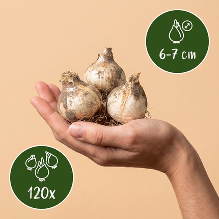 120x Allium Buzzing Beauties - Bloembollen - Sierui Buzzing Beauties - Diversen - Zomerbloeier - Bolmaat 6/7