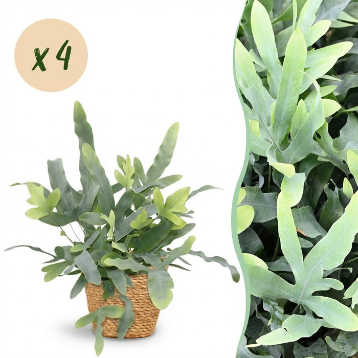 Phlebodium aureum Blue Star - Blauwe Varen - met Mand - ↕25cm - Ø12cm - 4x