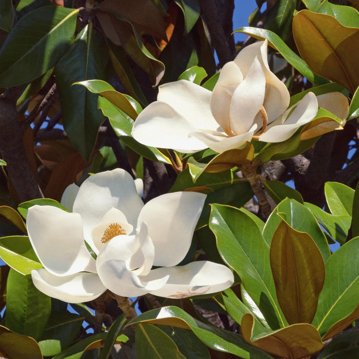 Magnolia grandiflora - Bloem Wit - 3 Planten - Bladhoudend - Weinig Onderhoud - Pot 12cm Hoogte 30cm