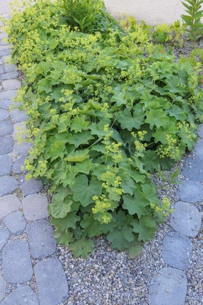 Alchemilla mollis - Vrouwenmantel - ↕10-25cm - Ø9cm - 24x