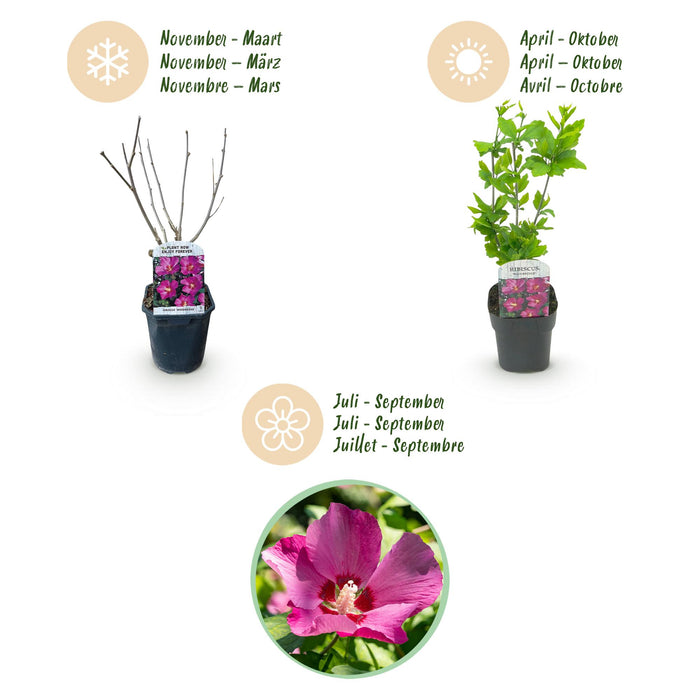 Hibiscus syriacus Woodbridge - Tuin Hibiscus - Roze - ↕45cm - Ø17cm - 3x