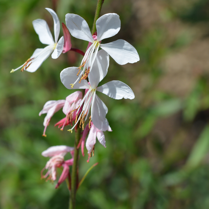 6x Gaura lindheimeri - ↕10-25cm - Ø9cm