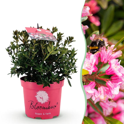 Dwerg Rhododendron - Rhododendron Bloombux Magenta - Bloeiende Buxus - Roze Bloem - ↕30-40cm - Ø17cm