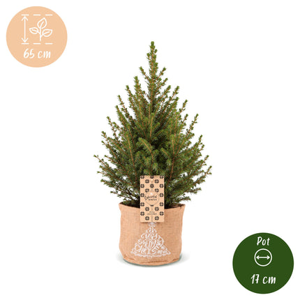 2x Picea glauca Conica - Kegelspar - Groen - Kerstboom - incl. jute zak - Ø17cm - ↕65cm