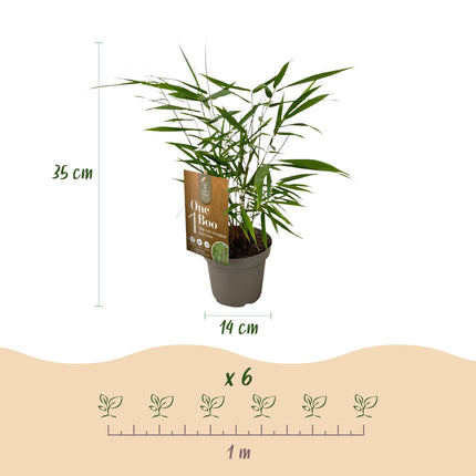 Bamboe - Fargesia Asian Wonder - Niet Woekerend - Groen - ↕35cm - Ø14cm - 18x