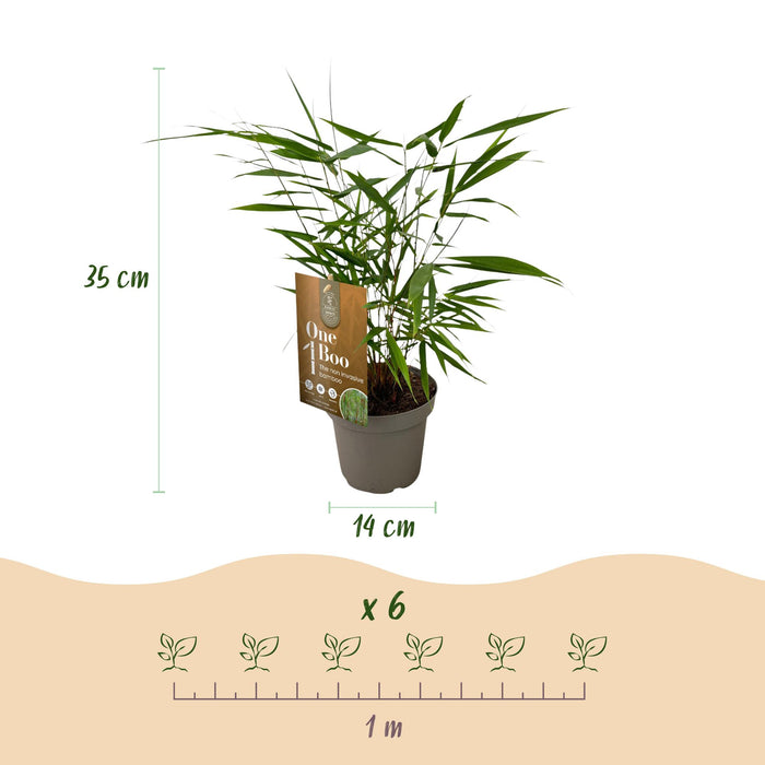 Bamboe - Fargesia Asian Wonder - Niet Woekerend - Groen - ↕35cm - Ø14cm - 18x