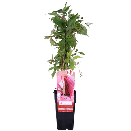 Parthenocissus Quinquefolia 'Engelmannii' - Vigne Sauvage - ↕65cm - Ø15cm