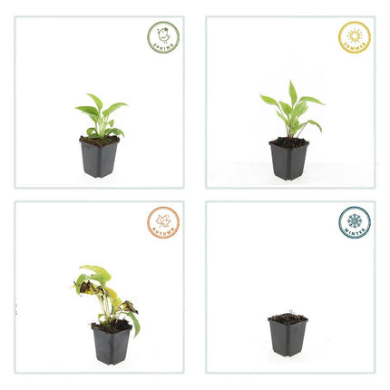 Echinacea Purpurea 'White Swan' - Zonnehoed - ↕10-25cm - Ø9cm - 24x