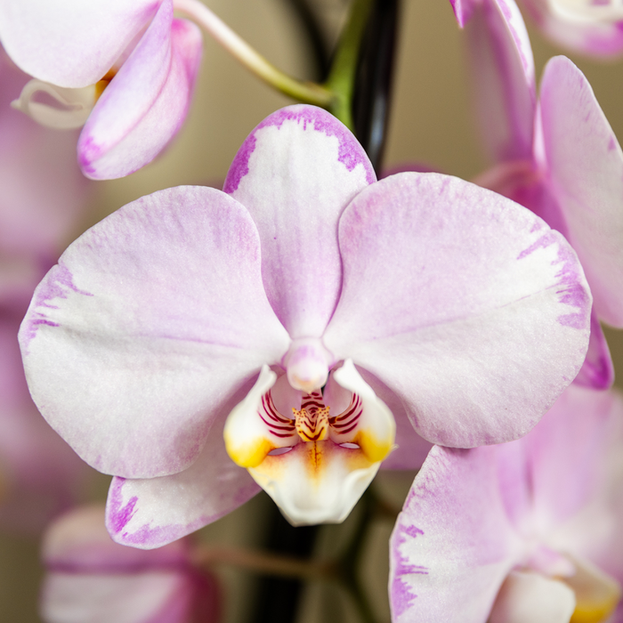 Kolibri Orchids | Pink Niagara Falls orchid 12cm with Mesh White decorative pot