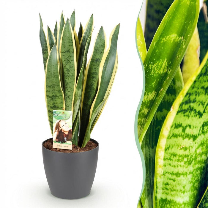 Sansevieria Laurentii - Vrouwentong - met grijze plantenpot - ↕70-80cm - Ø21cm